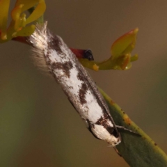 Eusemocosma pruinosa at Canberra Central, ACT - 7 Oct 2023