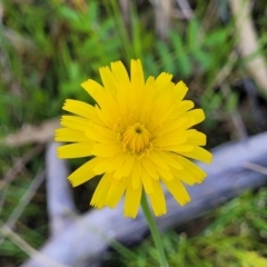 Hypochaeris radicata (Cat's Ear, Flatweed) at Murringo, NSW - 7 Oct 2023 by trevorpreston