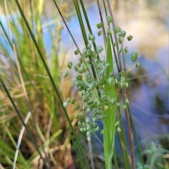 Briza minor (Shivery Grass) at Dananbilla Nature Reserve - 7 Oct 2023 by trevorpreston