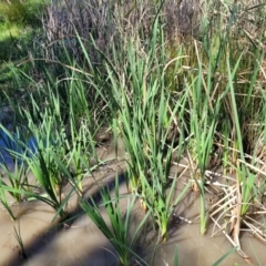 Typha sp. (Cumbungi) at Murringo, NSW - 7 Oct 2023 by trevorpreston