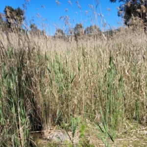 Phragmites australis at Murringo, NSW - 7 Oct 2023