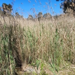 Phragmites australis (Common Reed) at Dananbilla Nature Reserve - 7 Oct 2023 by trevorpreston