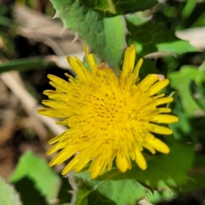 Sonchus oleraceus at Murringo, NSW - 7 Oct 2023