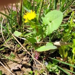 Sonchus oleraceus at Murringo, NSW - 7 Oct 2023