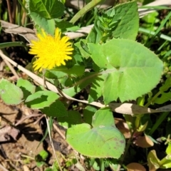 Sonchus oleraceus at Murringo, NSW - 7 Oct 2023