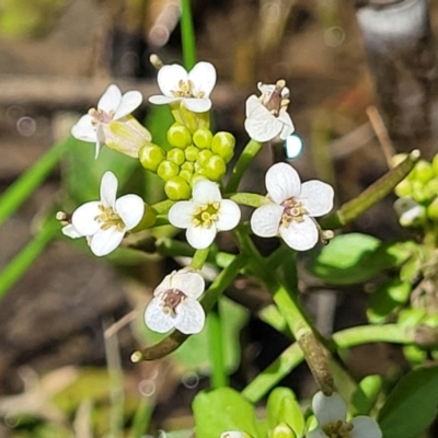 Rorippa nasturtium-aquaticum (Watercress) at Murringo, NSW - 7 Oct 2023 by trevorpreston