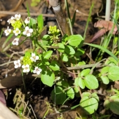 Rorippa nasturtium-aquaticum at Murringo, NSW - 7 Oct 2023