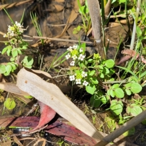 Rorippa nasturtium-aquaticum at Murringo, NSW - 7 Oct 2023