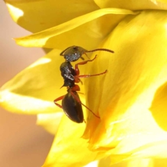 Dolichoderus scabridus (Dolly ant) at Canberra Central, ACT - 7 Oct 2023 by ConBoekel