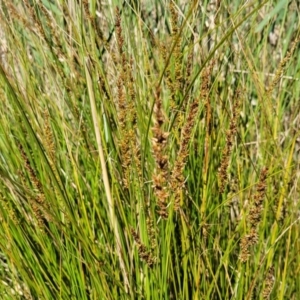 Carex appressa at Murringo, NSW - 7 Oct 2023 11:31 AM