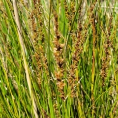 Carex appressa at Murringo, NSW - 7 Oct 2023 11:31 AM