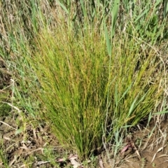 Carex appressa at Murringo, NSW - 7 Oct 2023 11:31 AM