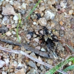 Bobilla sp. (genus) (A Small field cricket) at Dananbilla Nature Reserve - 7 Oct 2023 by trevorpreston