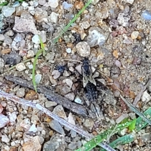 Bobilla sp. (genus) at Murringo, NSW - 7 Oct 2023 11:30 AM