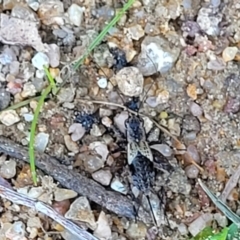 Bobilla sp. (genus) at Murringo, NSW - 7 Oct 2023 11:30 AM