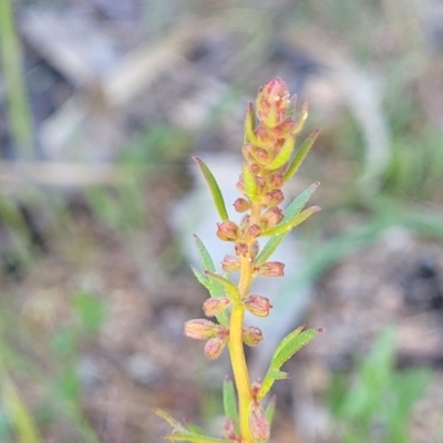 Haloragis heterophylla (Variable Raspwort) at Dananbilla Nature Reserve - 7 Oct 2023 by trevorpreston