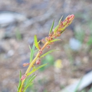 Haloragis heterophylla at Murringo, NSW - 7 Oct 2023
