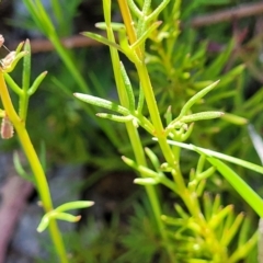 Haloragis heterophylla at Murringo, NSW - 7 Oct 2023