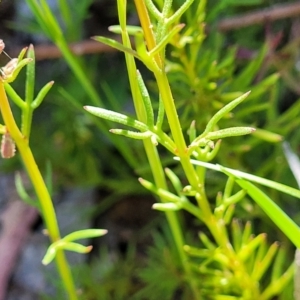 Haloragis heterophylla at Murringo, NSW - 7 Oct 2023