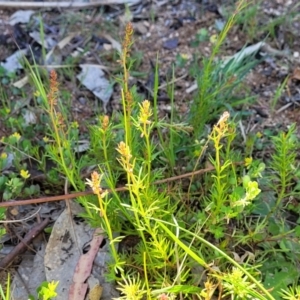 Haloragis heterophylla at Murringo, NSW - 7 Oct 2023