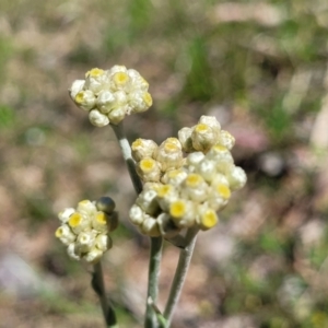 Pseudognaphalium luteoalbum at Murringo, NSW - 7 Oct 2023