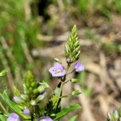 Veronica anagallis-aquatica (Blue Water Speedwell) at Dananbilla Nature Reserve - 7 Oct 2023 by trevorpreston