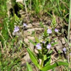 Veronica anagallis-aquatica at Murringo, NSW - 7 Oct 2023