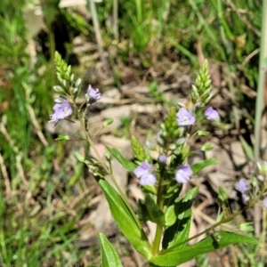 Veronica anagallis-aquatica at Murringo, NSW - 7 Oct 2023