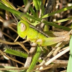 Bermius brachycerus (A grasshopper) at Dananbilla Nature Reserve - 7 Oct 2023 by trevorpreston