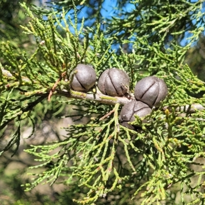 Callitris endlicheri (Black Cypress Pine) at Dananbilla Nature Reserve - 7 Oct 2023 by trevorpreston