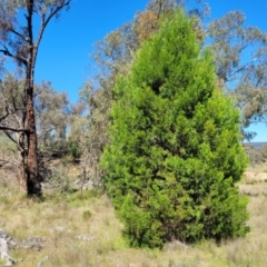 Callitris endlicheri at Murringo, NSW - 7 Oct 2023 11:13 AM