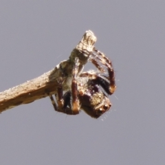 Unidentified Spider (Araneae) at Wingecarribee Local Government Area - 1 Oct 2023 by Curiosity