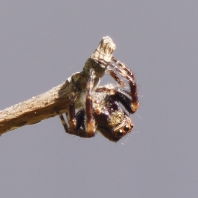 Unidentified Spider (Araneae) at Braemar - 1 Oct 2023 by Curiosity