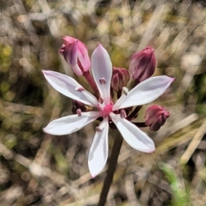 Burchardia umbellata at Murringo, NSW - 7 Oct 2023