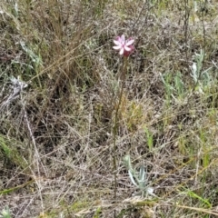 Burchardia umbellata at Murringo, NSW - 7 Oct 2023