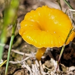 Lichenomphalia chromacea (Yellow Navel) at Dananbilla Nature Reserve - 7 Oct 2023 by trevorpreston