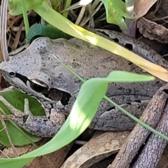 Litoria latopalmata (Broad-palmed Tree-frog) at Dananbilla Nature Reserve - 7 Oct 2023 by trevorpreston