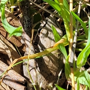 Litoria latopalmata at Murringo, NSW - 7 Oct 2023