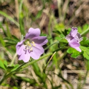 Geranium sp.2 at Murringo, NSW - 7 Oct 2023 11:08 AM