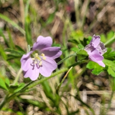 Unidentified Other Wildflower or Herb at Murringo, NSW - 7 Oct 2023 by trevorpreston