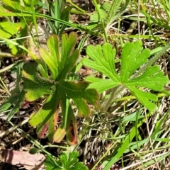 Geranium sp.2 at Murringo, NSW - 7 Oct 2023