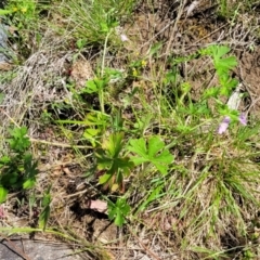 Geranium sp.2 at Murringo, NSW - 7 Oct 2023 11:08 AM