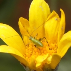 Caedicia simplex (Common Garden Katydid) at Braemar, NSW - 8 Oct 2023 by Curiosity