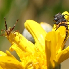 Caedicia simplex at Braemar, NSW - 8 Oct 2023