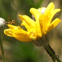 Caedicia simplex at Braemar, NSW - 8 Oct 2023