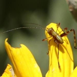 Caedicia simplex at Braemar, NSW - 8 Oct 2023