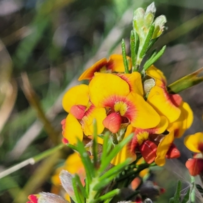 Dillwynia sericea (Egg And Bacon Peas) at Murringo, NSW - 7 Oct 2023 by trevorpreston