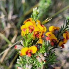 Dillwynia sericea at Murringo, NSW - 7 Oct 2023