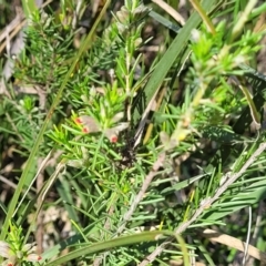 Dillwynia sericea at Murringo, NSW - 7 Oct 2023