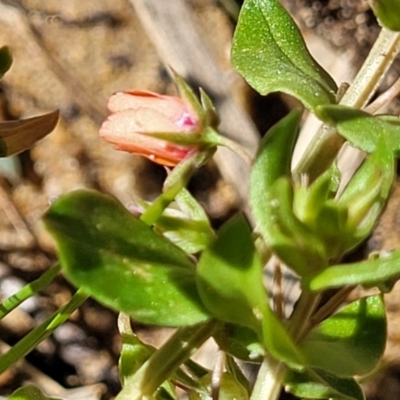 Lysimachia arvensis (Scarlet Pimpernel) at Dananbilla Nature Reserve - 7 Oct 2023 by trevorpreston